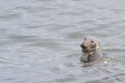 Gray Seal