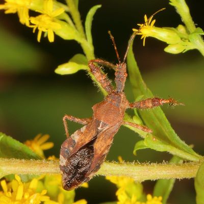 Sinea spinipes * Spiny Assassin Bug