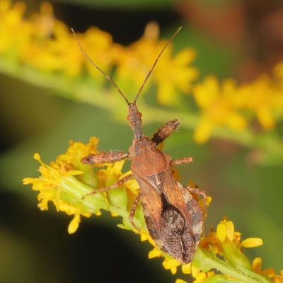 Sinea spinipes * Spiny Assassin Bug