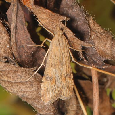 Hodges#5156 * Lucerne Moth * Nomophila nearctica