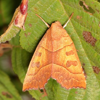 Hodges#9952 * Scalloped Sallow * Eucirroedia pampina