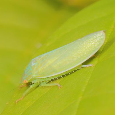 Genus Gyponana