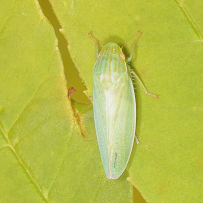 Genus Gyponana