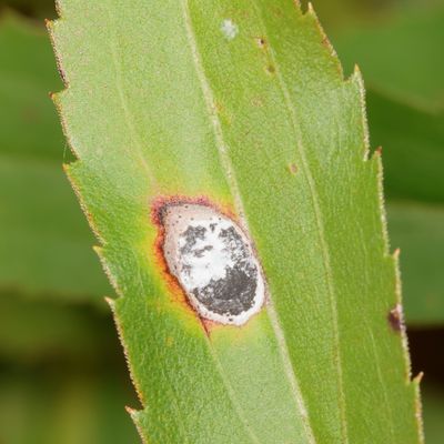 Asteromyia carbonifera * Carbonifera Goldenrod Gall Midge