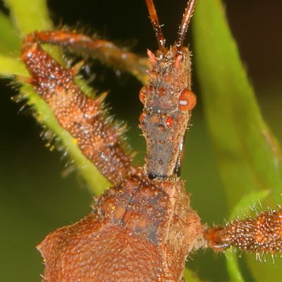 Sinea spinipes * Spiny Assassin Bug