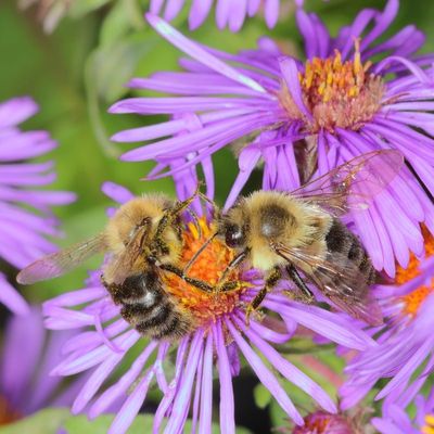 Bombus impatiens