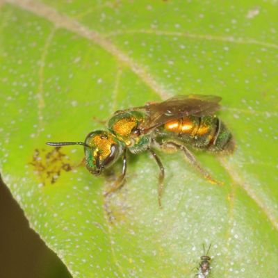Augochlora pura