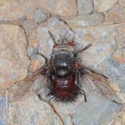 Juriniopsis adusta