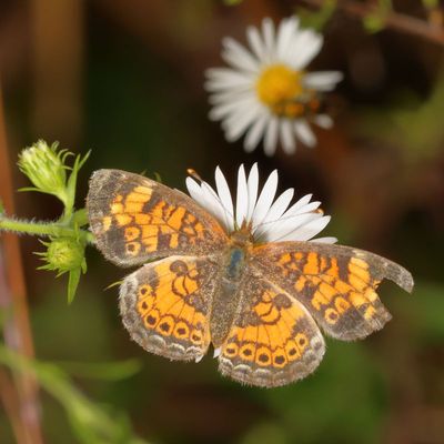 Pearl Crescent