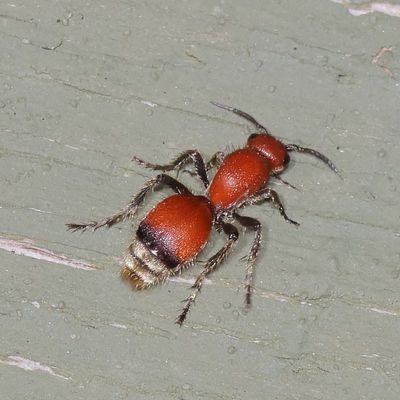Dasymutilla nigripes