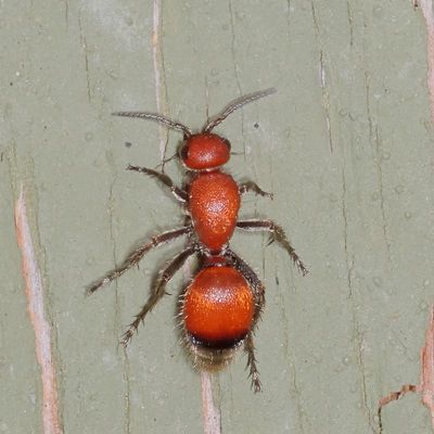 Mutillidae : Velvet  Ants
