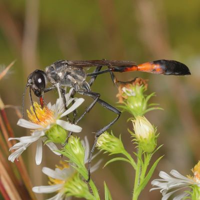 Genus Ammophila