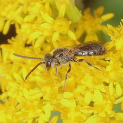 Lasioglossum Subgenus Dialictus