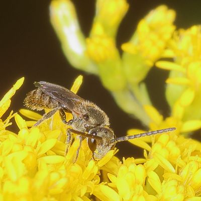  Lasioglossum Subgenus Dialictus