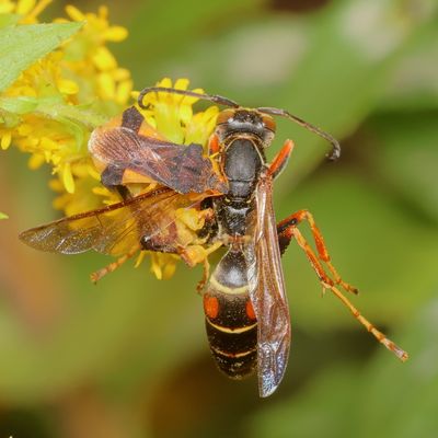 Jagged Ambush Bug captures Northern Paper Wasp