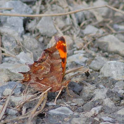 Eastern Comma
