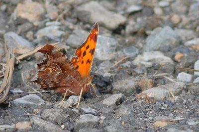 Eastern Comma