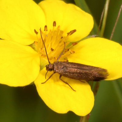 Hodges#1680.99 * Scythrididae sp.