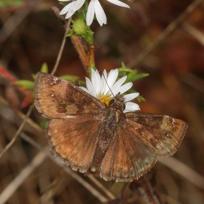 Wild Indigo Duskywing