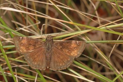 Wild Indigo Duskywing