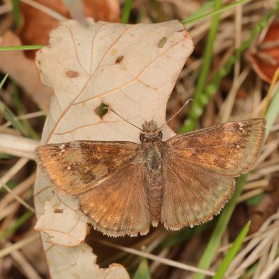 Wild Indigo Duskywing