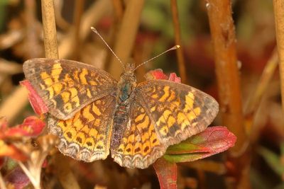 Pearl Crescent