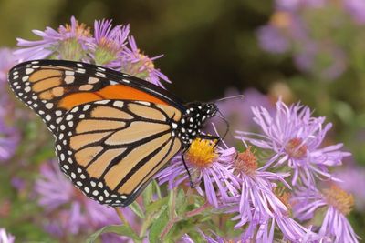 Monarch