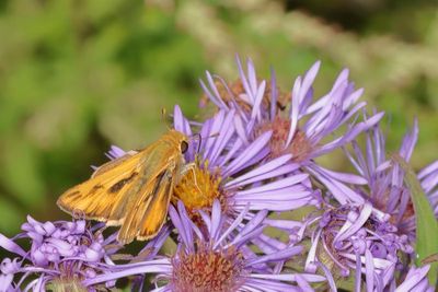 Fiery Skipper