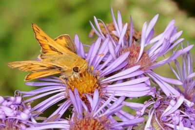 Fiery Skipper