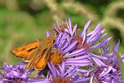Fiery Skipper