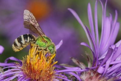Agapostemon virescens