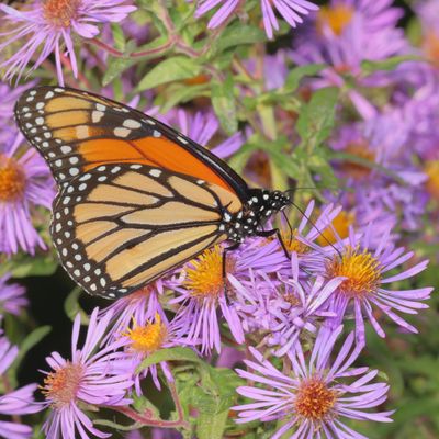 Monarch