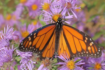 Monarch
