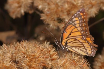 Viceroy