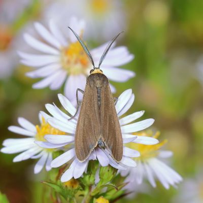 Hodges#8267 * Yellow-collared Scape Moth * Cisseps fulvicollis