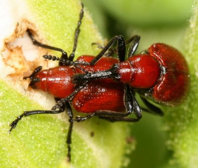 Merhynchites bicolor * Rose Curculio