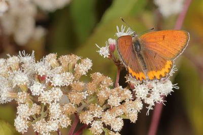 Bronze Copper ♂