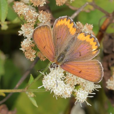 Bronze Copper ♂