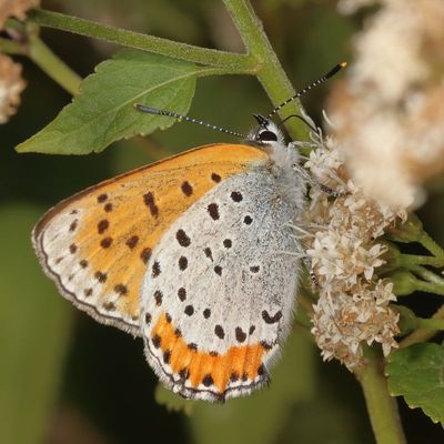 Bronze Copper