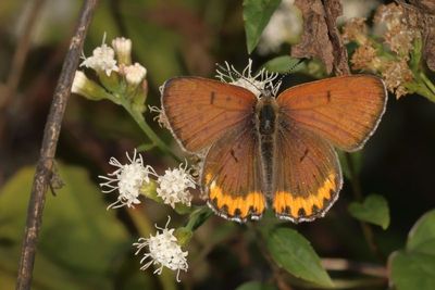 Bronze Copper ♂