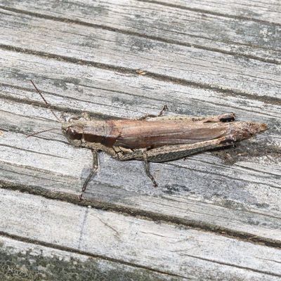 Paroxya clavuligera * Olive-green Swamp Grasshopper