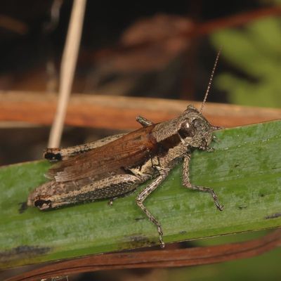 Paroxya clavuligera * Olive-green Swamp Grasshopper