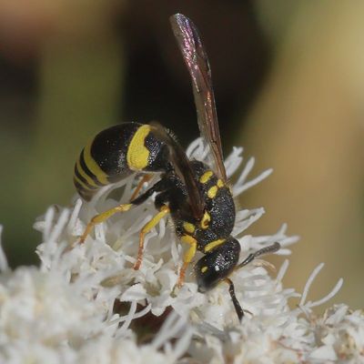 Ancistrocerus gazella