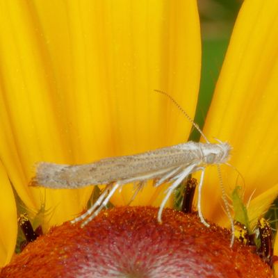 Genus Isophrictis
