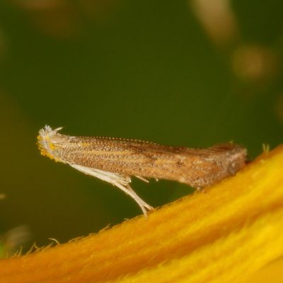 Genus Isophrictis