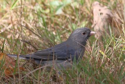 Dark-eyed Junco