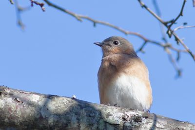 Eastern Bluebird
