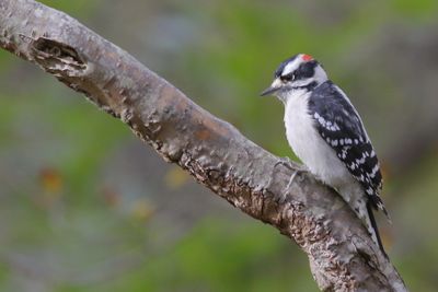 Downy Woodpecker
