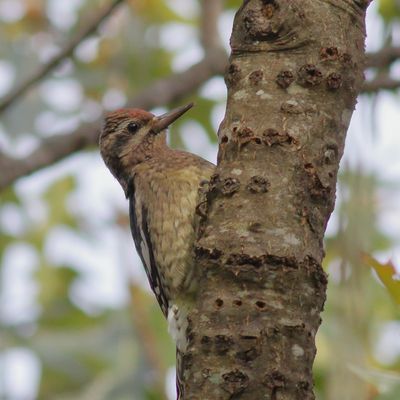 Yellow-bellied Sapsucker / juvenile