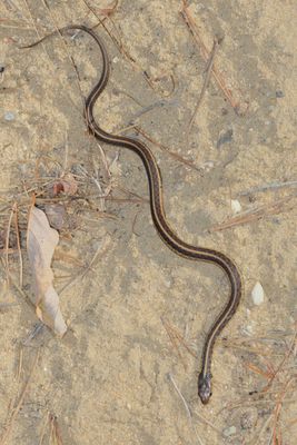 Eastern Garter Snake